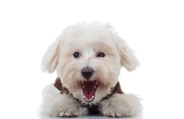 Bichon köpek yavrusu köpek havlıyor heyecanlı — Stok fotoğraf