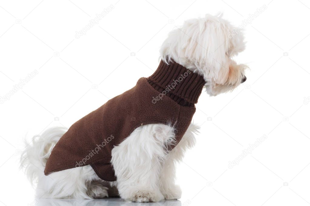 茶色の服を着て座っているビションフリーゼ子犬の側面図 \u2014 ストック写真 © feedough 142805803
