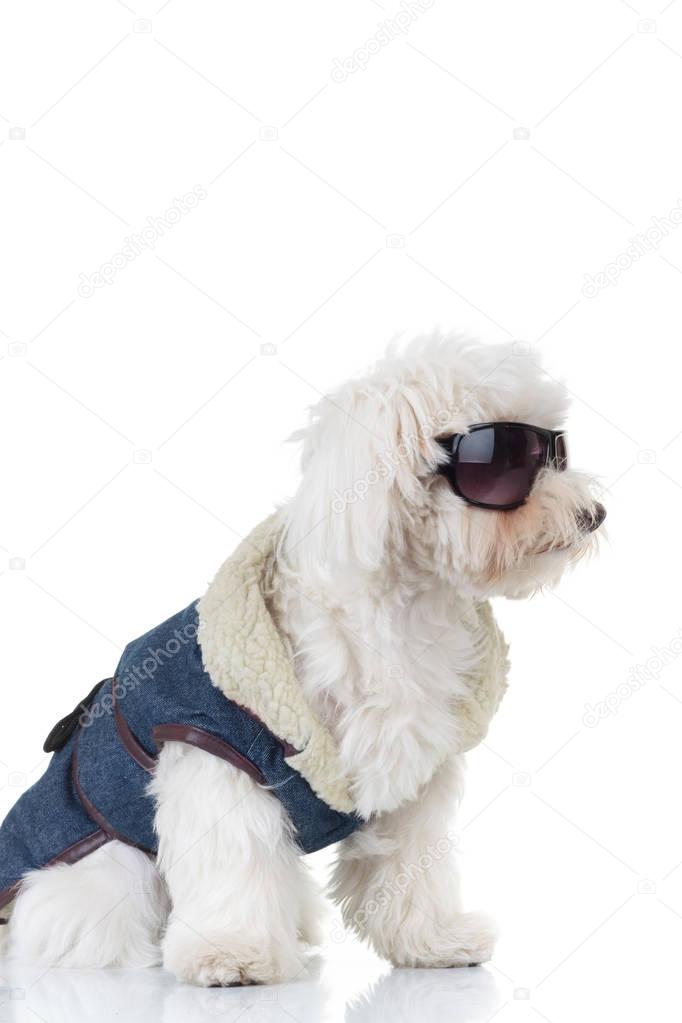 side view of a bichon puppy  wearing clothes and sunglasses 