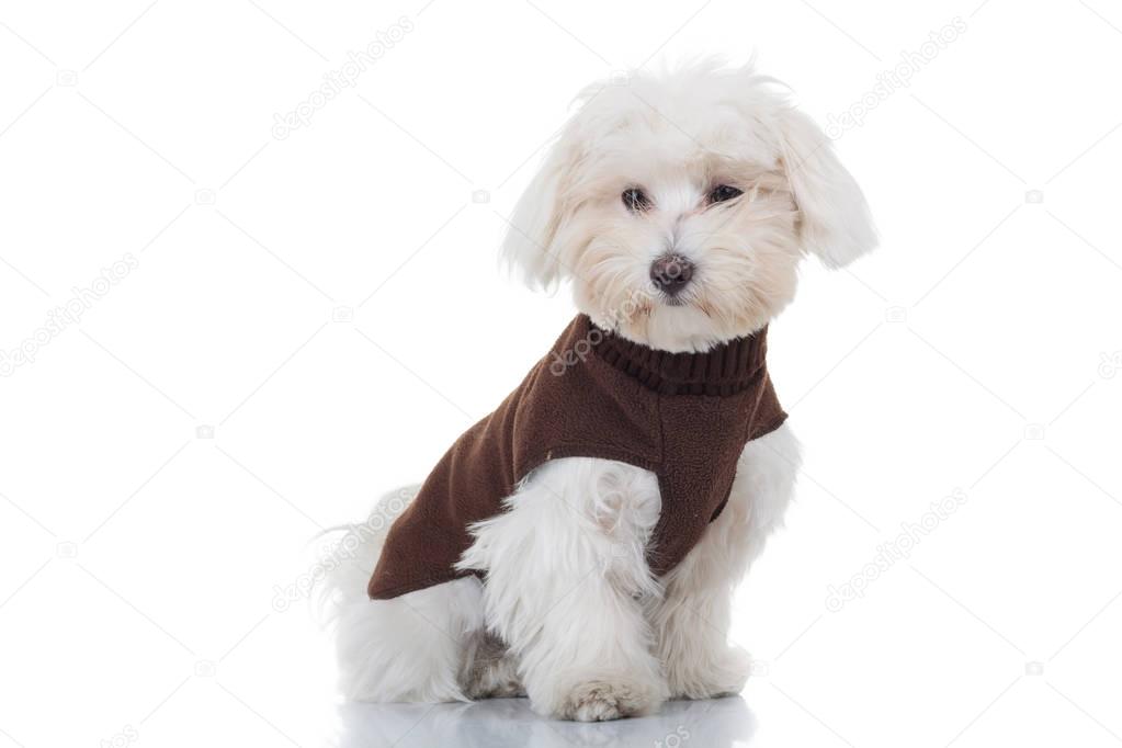 young bichon puppy sitting and wearing dog clothes