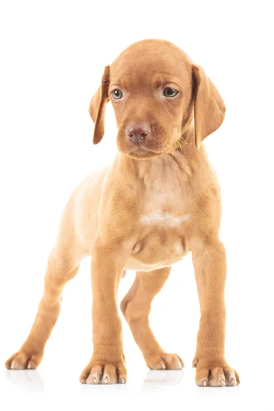 Quadro de corpo inteiro de um cão de cachorro viszla em pé — Fotografia de Stock