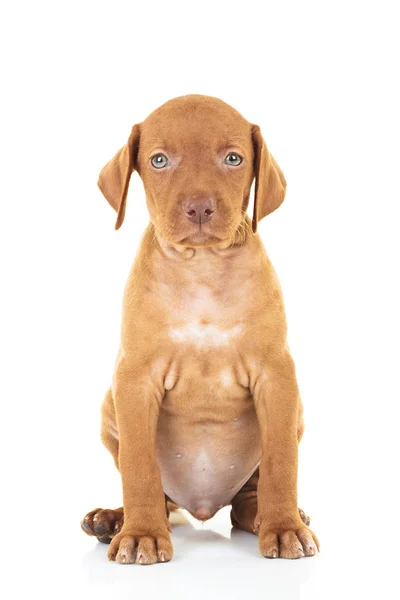Rozkošný viszla štěně pes sedící — Stock fotografie
