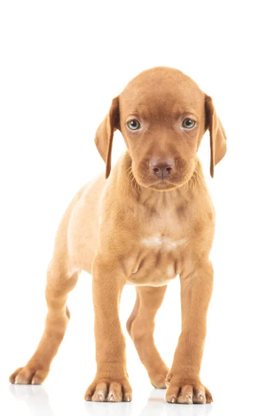 かわいい viszla の子犬の犬の地位 — ストック写真