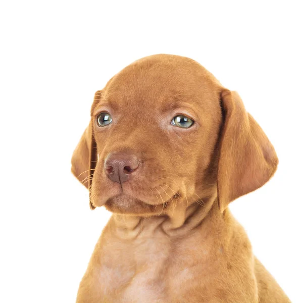 Head of a cute viszla puppy dog — Stock Photo, Image