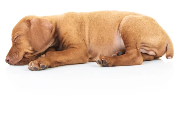 Vista laterale di un cucciolo di cane viszla addormentato — Foto Stock