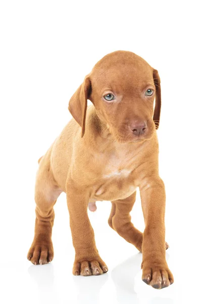 かわいい viszla の子犬の犬の地位とウォーキング — ストック写真