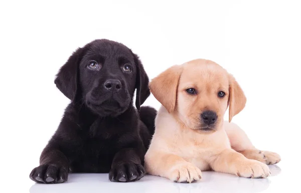 Cachorros labrador retriever negro y amarillo acostados —  Fotos de Stock