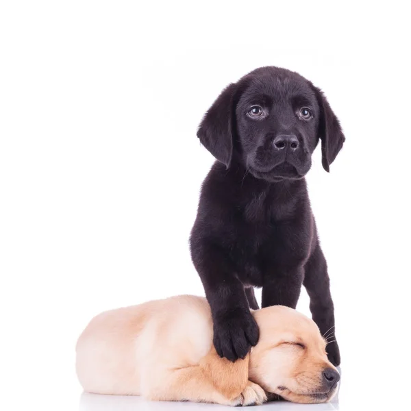 Pequeno preto labrador de pé com pata no dormindo cachorrinho da cabeça — Fotografia de Stock