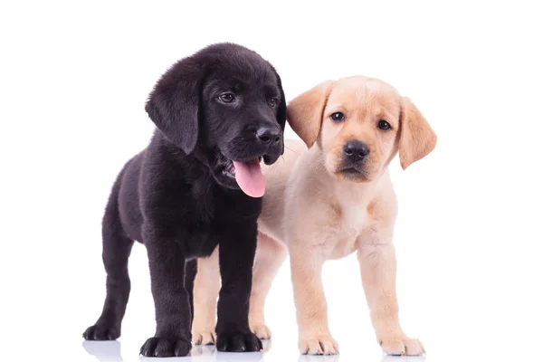 Dois bonitos filhotes de labrador no fundo branco — Fotografia de Stock