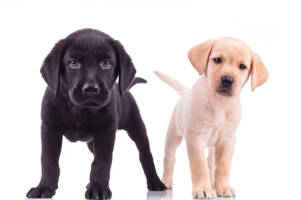 Two curious little labrador retriever puppies standing — Stock Photo, Image