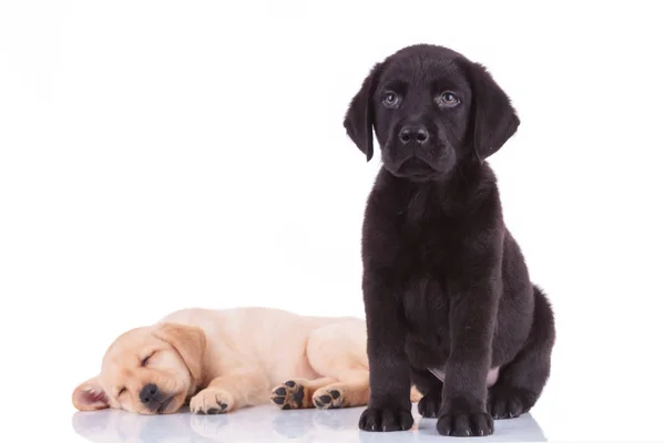 Brot uyku önünde oturan Siyah labrador retriever köpek yavrusu — Stok fotoğraf