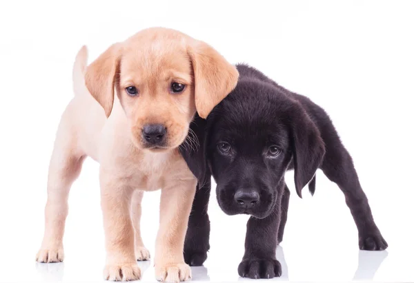 Dwa ciekawe małe szczeniaki labrador stojąc razem — Zdjęcie stockowe