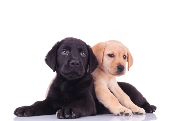 Yellow little labrador retriever lying on top of black puppy — Stock Photo, Image