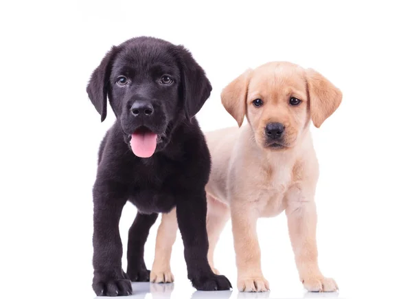 Black and yellow labrador retriever puppies — Stock Photo, Image