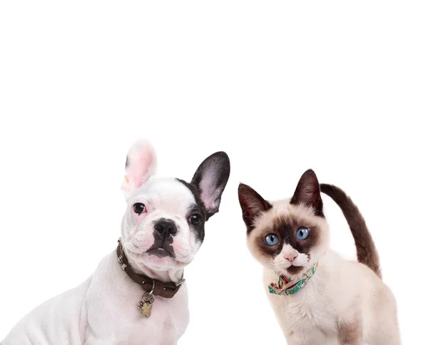 Franse bulldog en birmanese kat — Stockfoto