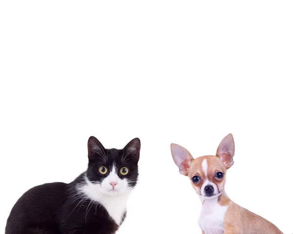Gato preto e branco perto pequeno cachorro chiwawa — Fotografia de Stock