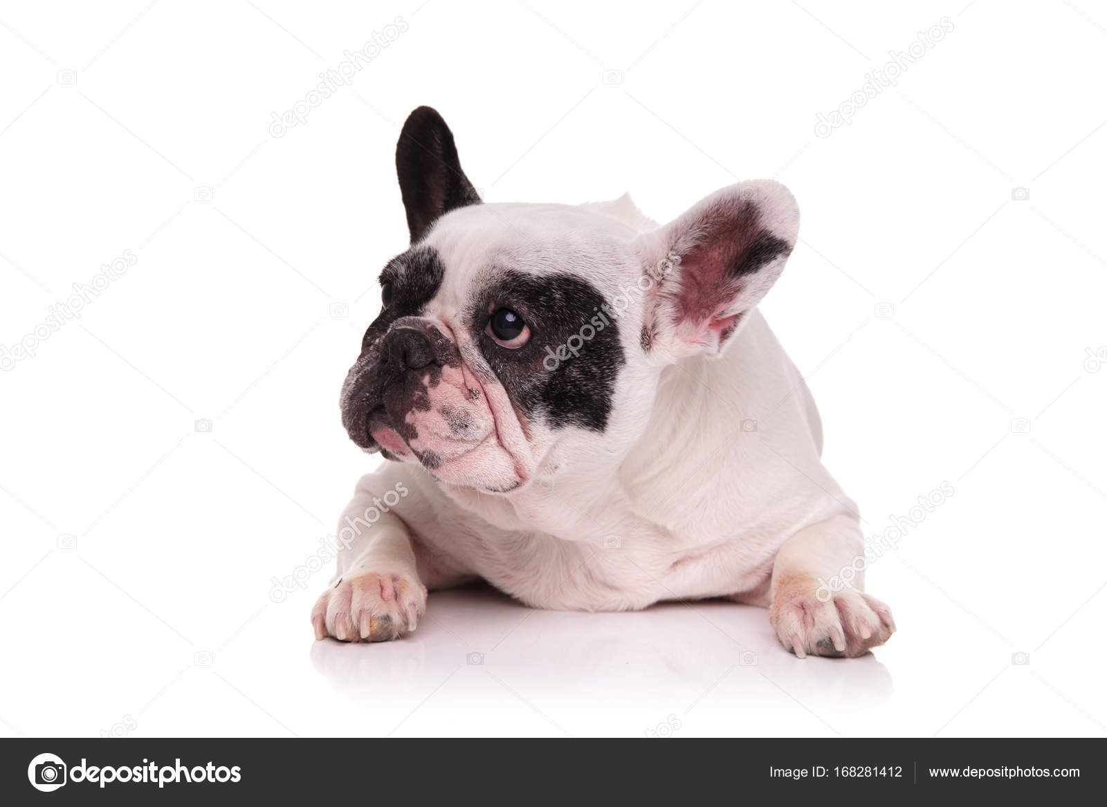 Traurige französische Bulldogge legt sich hin und schaut zur Seite