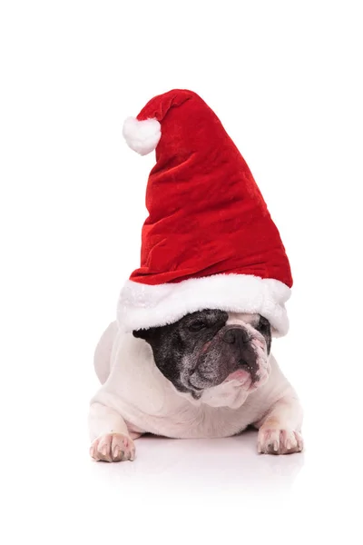 Santa fransk bulldog ser till sida — Stockfoto