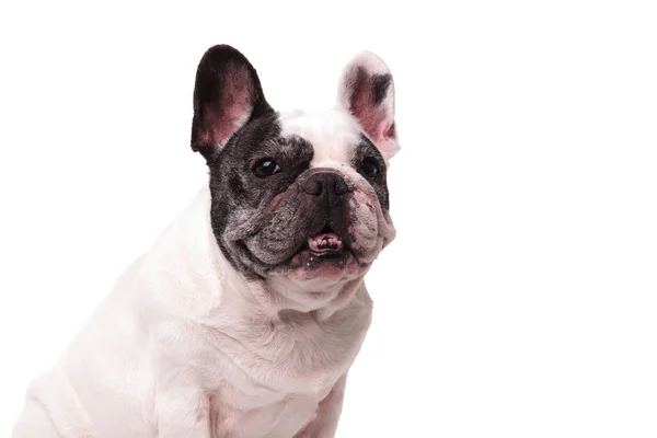 Retrato de un bulldog francés — Foto de Stock