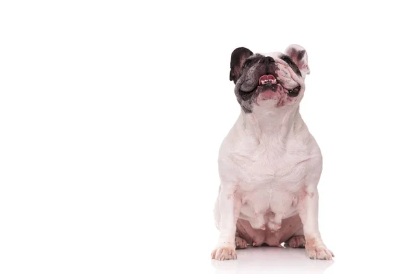 Ofegante francês bulldog sentado no fundo branco — Fotografia de Stock