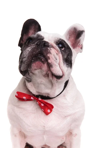 Black and white french bulldog wearing bowtie looks up — Stock Photo, Image