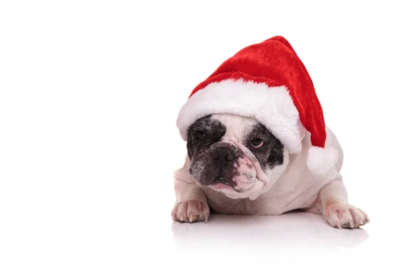 Franse bulldog met santa claus rode hoed — Stockfoto