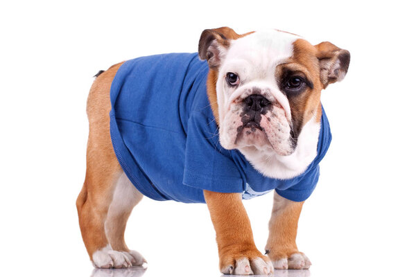 bulldog puppy wearing nice clothes 