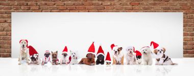 santa claus dogs in front of a big blank billboard clipart