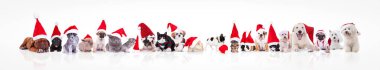 santa claus şapka waring hayvanların büyük grup 