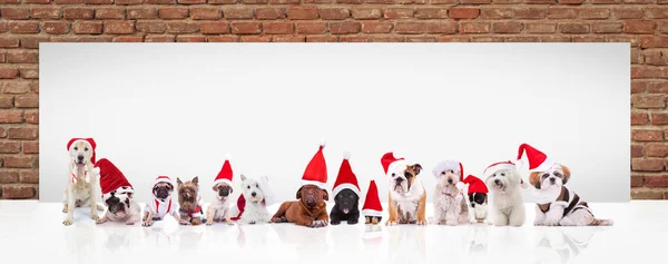 Santa claus perros delante de un gran cartel en blanco — Foto de Stock