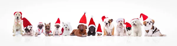 Grande grupo de cães vestindo chapéus e trajes de Papai Noel — Fotografia de Stock