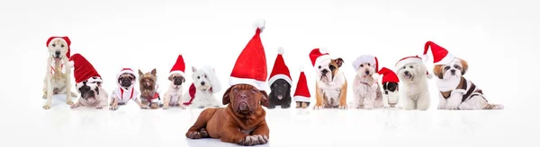 Mastiff français dirigeant un grand groupe de chiens Père Noël claus — Photo