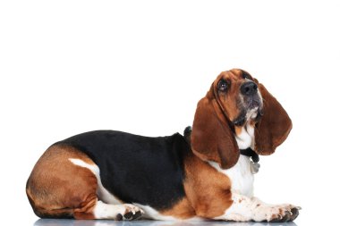 meraklı basset hound yalancılık aşağı