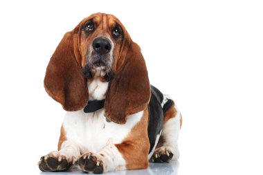 şirin basset hound l