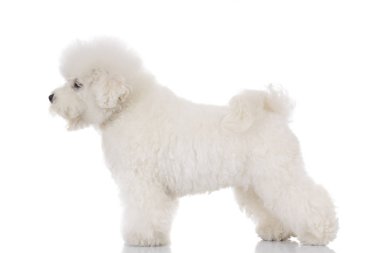 ayakta ve uzağa bakarak bichon frise yan görünüm