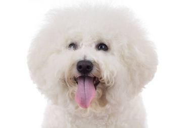 çok güzel bir bichon frise dilini çıkarmış başkanı