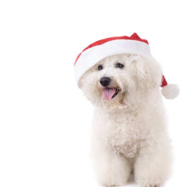 mutlu Noel Baba bichon frise oturmuş 