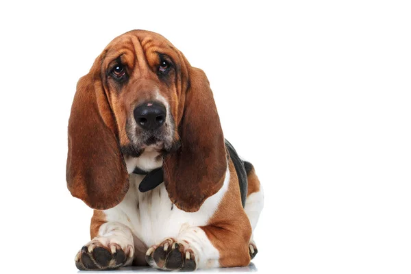 Cute basset hound lying down — Stock Photo, Image