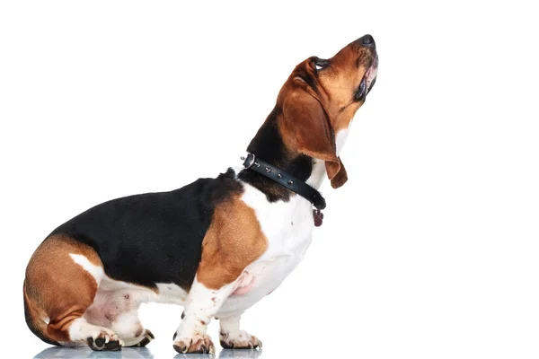 De pie basset hound mira hacia arriba sobre fondo blanco — Foto de Stock