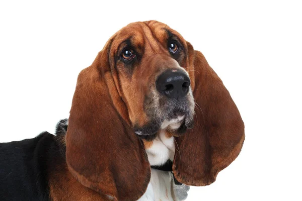 Closeup picture of a cute basset hound — Stock Photo, Image