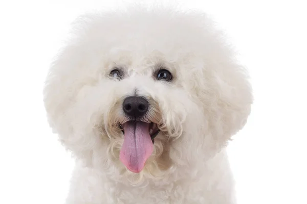 Cabeza de un adorable bichon frise con la lengua fuera — Foto de Stock