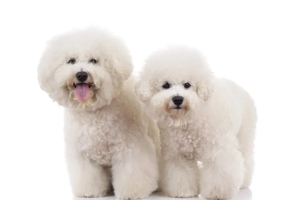Dos perros bichon frise lindo de pie —  Fotos de Stock