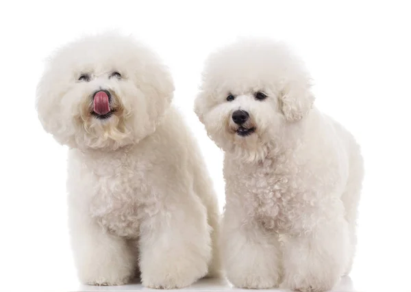 Couple of bichon frise dogs one licking its nose — Stock Photo, Image