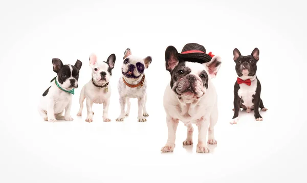 Bulldog francés con sombrero de pie delante de los perros — Foto de Stock