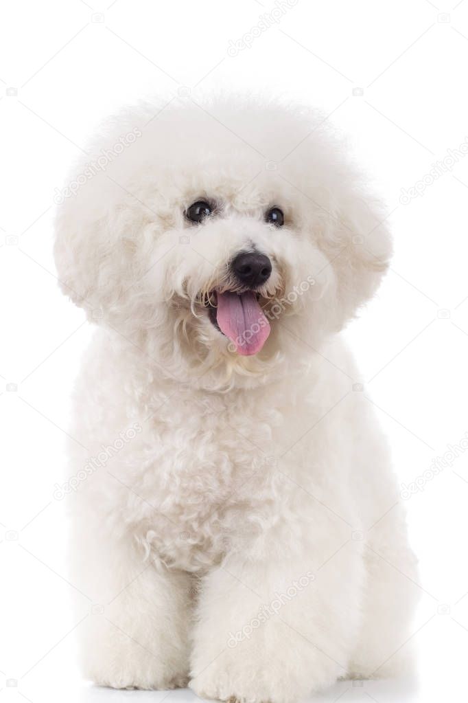 seated and panting bichon frise 
