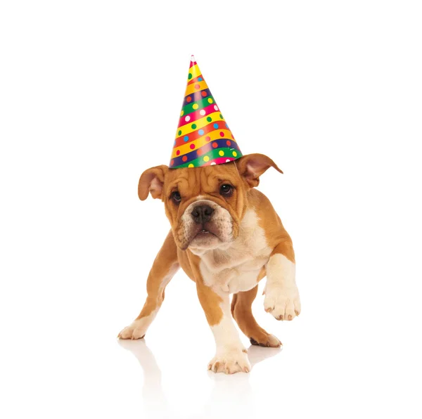 English bulldog puppy walking while wearing a party hat — Stock Photo, Image