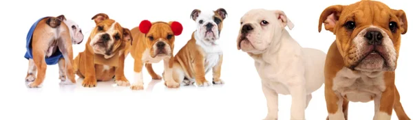 Grupo de seis bulldogs ingleses — Fotografia de Stock