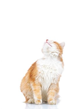 oturmuş turuncu kedi görünüyor 