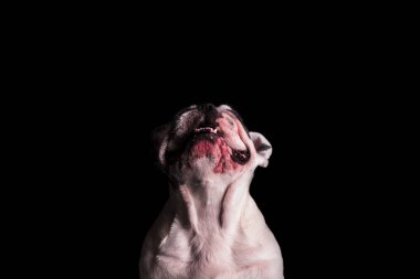 Fransız buldozer maruz dişleri ile örnek alıyor 