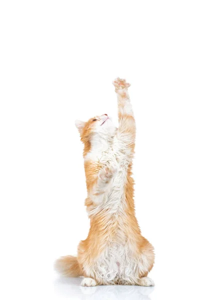 Bir şeylerin peşinde ulaşan turuncu kedi — Stok fotoğraf